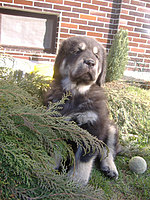 Březen 2010 | ASIM - Tibeťák | Tibetská doga