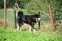 Září 2011, foto: Věra Ch. | ASIM - Tibeťák | Tibetská doga