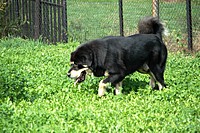 Září 2011, foto: Věra Ch. | ASIM - Tibeťák | Tibetská doga