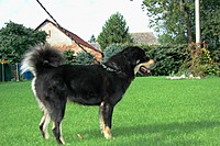 Září 2011, foto: Věra Ch. | ASIM - Tibeťák | Tibetská doga