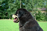 Září 2011, foto: Věra Ch. | ASIM - Tibeťák | Tibetská doga