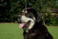 Září 2011, foto: Věra Ch. | ASIM - Tibeťák | Tibetská doga