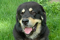 Září 2011, foto: Věra Ch. | ASIM - Tibeťák | Tibetská doga