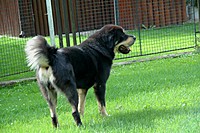 Září 2011, foto: Věra Ch. | ASIM - Tibeťák | Tibetská doga