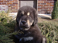 Březen 2010 | ASIM - Tibeťák | Tibetská doga