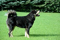 Září 2011, foto: Věra Ch. | ASIM - Tibeťák | Tibetská doga