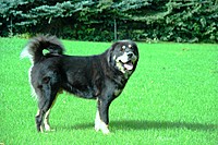 Září 2011, foto: Věra Ch. | ASIM - Tibeťák | Tibetská doga