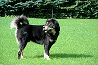 Září 2011, foto: Věra Ch. | ASIM - Tibeťák | Tibetská doga