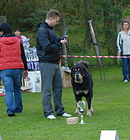 SV KTD ČR Kladno 24.9.2011 - předání titulu Junior šampion KTD ČR, foto: Toncarovi | ASIM - Tibeťák | Tibetská doga