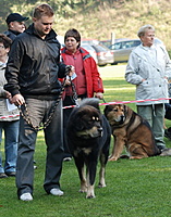 SV KTD ČR 24.9.2011, foto: Toncarovi | ASIM - Tibeťák | Tibetská doga