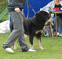 SV KTD ČR 24.9.2011, foto: Toncarovi | ASIM - Tibeťák | Tibetská doga