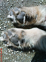 Březen 2010 | ASIM - Tibeťák | Tibetská doga
