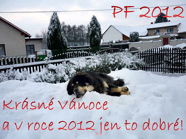 PF2012 | ASIM - Tibeťák | Tibetská doga