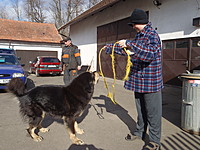 Únor 2012 | ASIM - Tibeťák | Tibetská doga