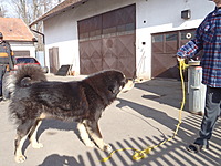 Únor 2012 | ASIM - Tibeťák | Tibetská doga