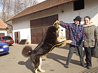 Únor 2012 | ASIM - Tibeťák | Tibetská doga