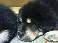 Březen 2010 | ASIM - Tibeťák | Tibetská doga