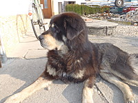 Březen 2012 | ASIM - Tibeťák | Tibetská doga