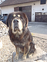 Březen 2012 | ASIM - Tibeťák | Tibetská doga