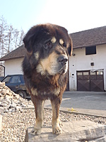 Březen 2012 | ASIM - Tibeťák | Tibetská doga