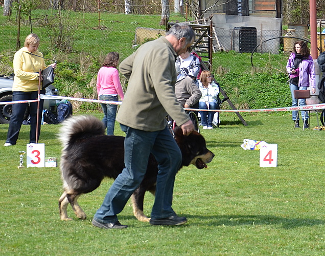 Klubová výstava KTD ČR Heřmanův Městec 21.4.2012