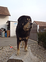 Leden 2012 | ASIM - Tibeťák | Tibetská doga