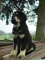 Květen 2010 | ASIM - Tibeťák | Tibetská doga Květen 2010 | ASIM - Tibeťák | Tibetská doga