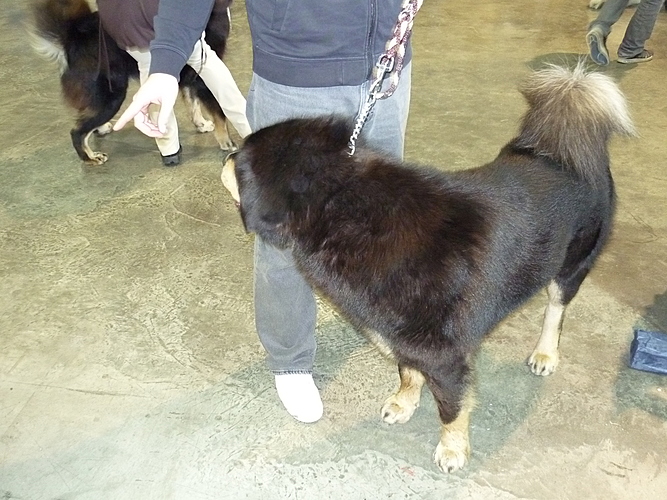 VII. Hanácká národní výstava psů 8.1.2011