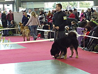 VII. Hanácká národní výstava psů 8.1.2011, foto: Děda :-) | ASIM - Tibeťák | Tibetská doga