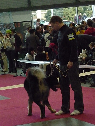 VII. Hanácká národní výstava psů 8.1.2011
