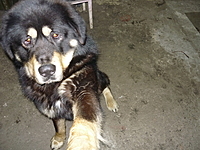 Únor 2012, foto: Děda :-) | ASIM - Tibeťák | Tibetská doga