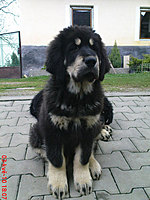 Květen 2010 | ASIM - Tibeťák | Tibetská doga