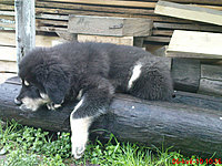 Květen 2010 | ASIM - Tibeťák | Tibetská doga