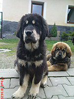 Květen 2010 | ASIM - Tibeťák | Tibetská doga