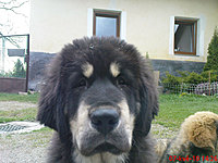 Květen 2010 | ASIM - Tibeťák | Tibetská doga