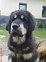 Květen 2010 | ASIM - Tibeťák | Tibetská doga
