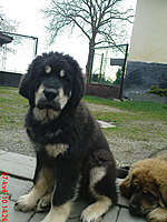 Květen 2010 | ASIM - Tibeťák | Tibetská doga