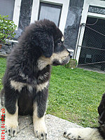 Květen 2010 | ASIM - Tibeťák | Tibetská doga