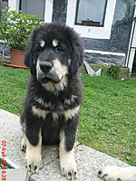 Květen 2010 | ASIM - Tibeťák | Tibetská doga