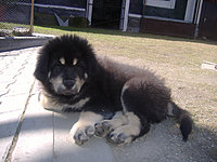8. dubna 2010 | ASIM - Tibeťák | Tibetská doga