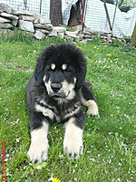 Květen 2010 | ASIM - Tibeťák | Tibetská doga