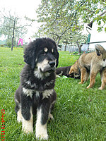 Květen 2010 | ASIM - Tibeťák | Tibetská doga