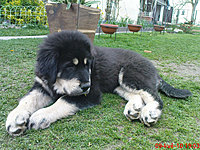 Květen 2010 | ASIM - Tibeťák | Tibetská doga