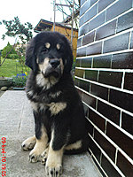 Květen 2010 | ASIM - Tibeťák | Tibetská doga