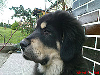 Květen 2010 | ASIM - Tibeťák | Tibetská doga