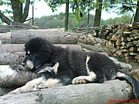 Květen 2010 | ASIM - Tibeťák | Tibetská doga