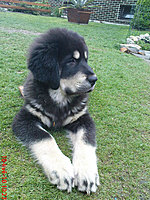 Květen 2010 | ASIM - Tibeťák | Tibetská doga