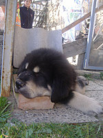8. dubna 2010 | ASIM - Tibeťák | Tibetská doga