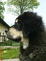 Květen 2010 | ASIM - Tibeťák | Tibetská doga