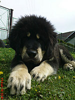 Květen 2010 | ASIM - Tibeťák | Tibetská doga
